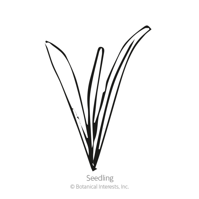 Drumstick Flower Craspedia Seeds