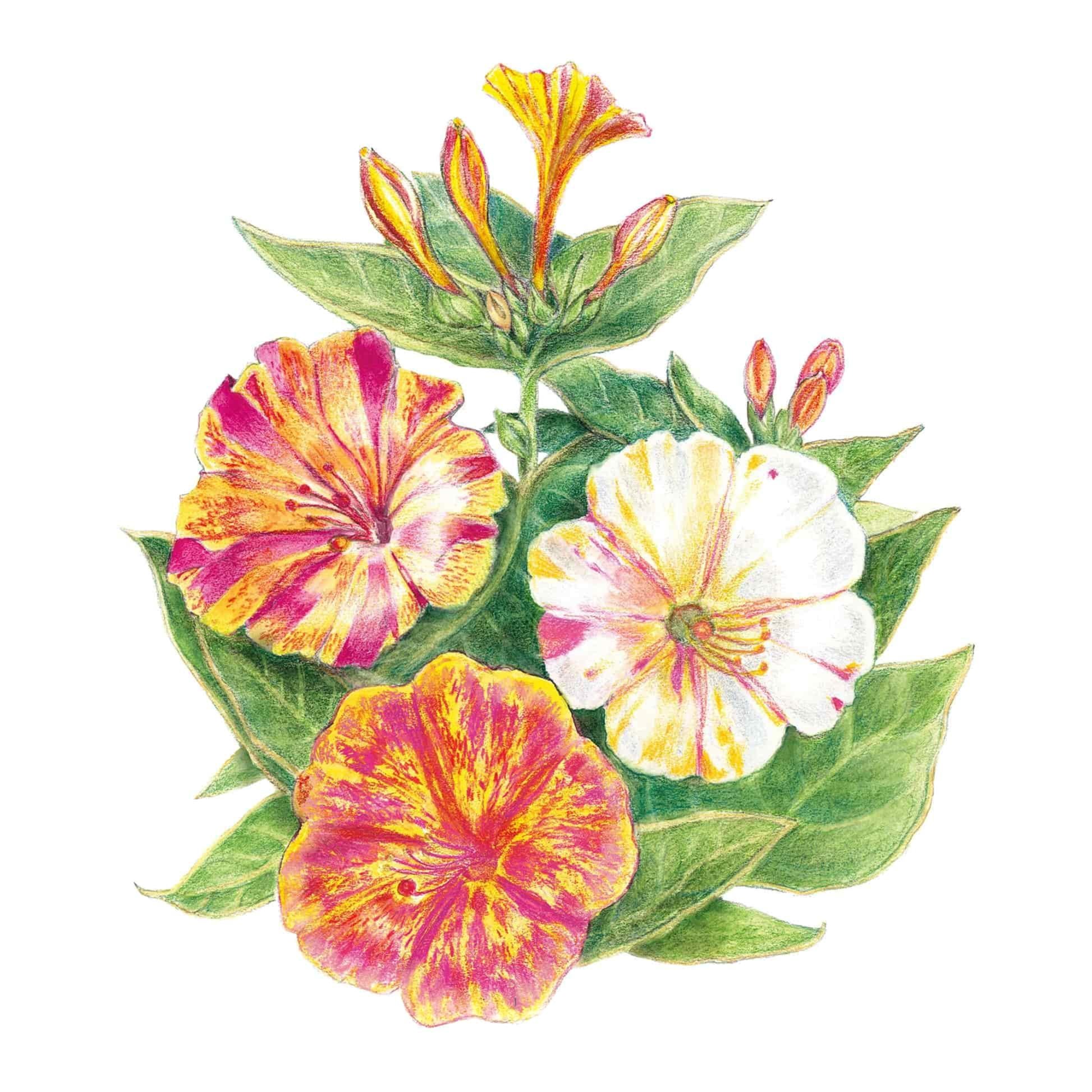 Broken Colors Four o'Clock Seeds – Botanical Interests