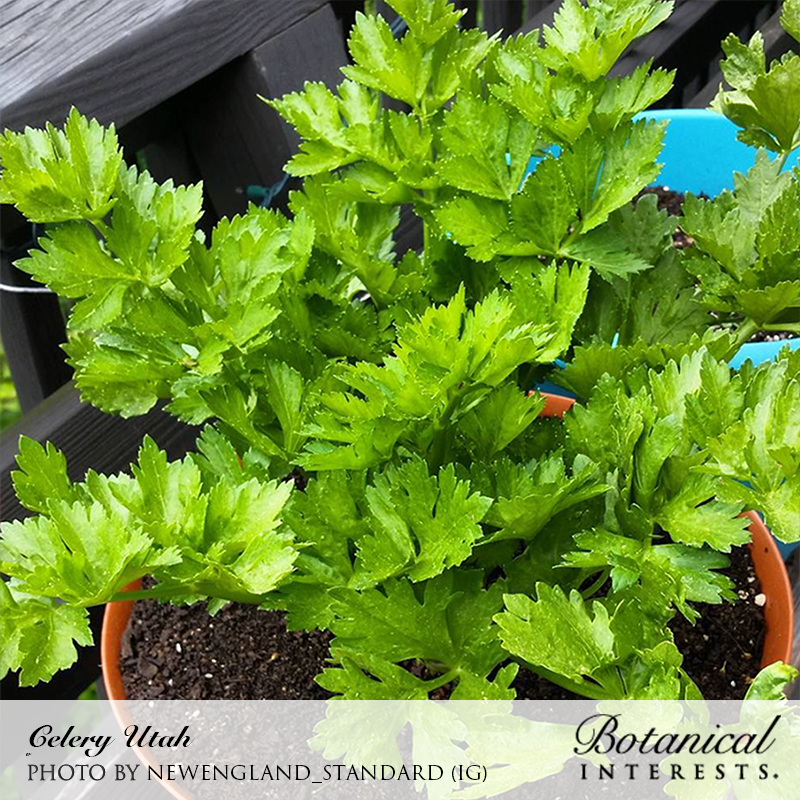 Utah Celery Seeds