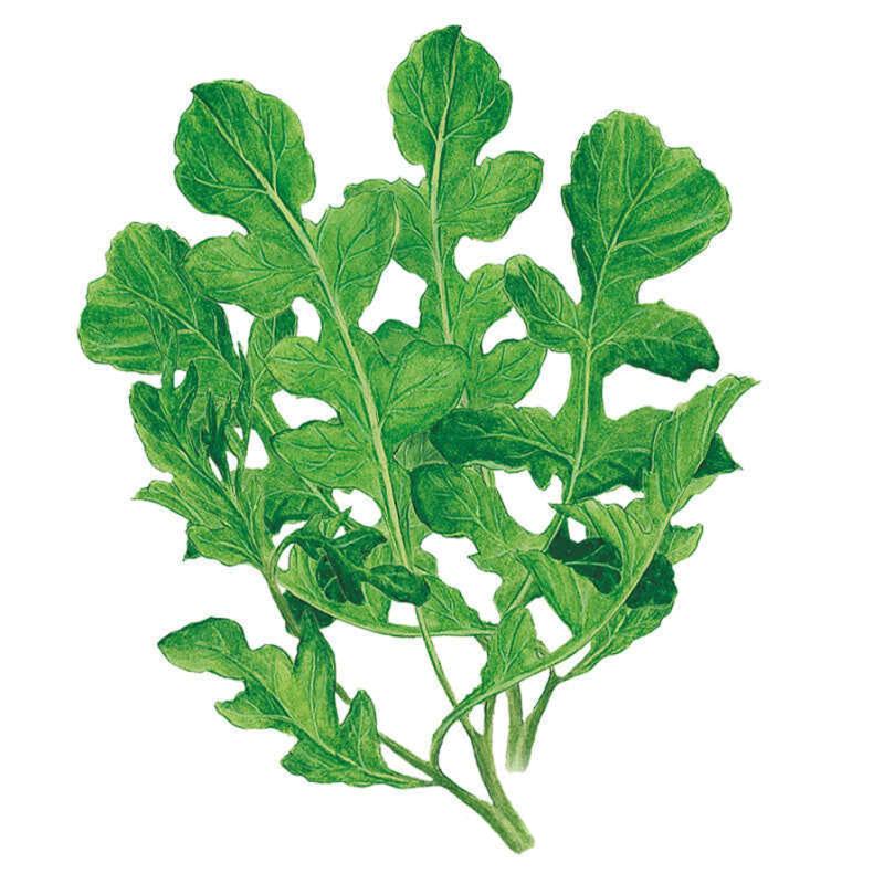 50 Arugula Seeds, Salad Rocket Seeds, Roquette Seeds, Eruca Satva 50 Arugula Seeds, Salad Rocket Seeds, Roquette Seeds, Eruca Satva