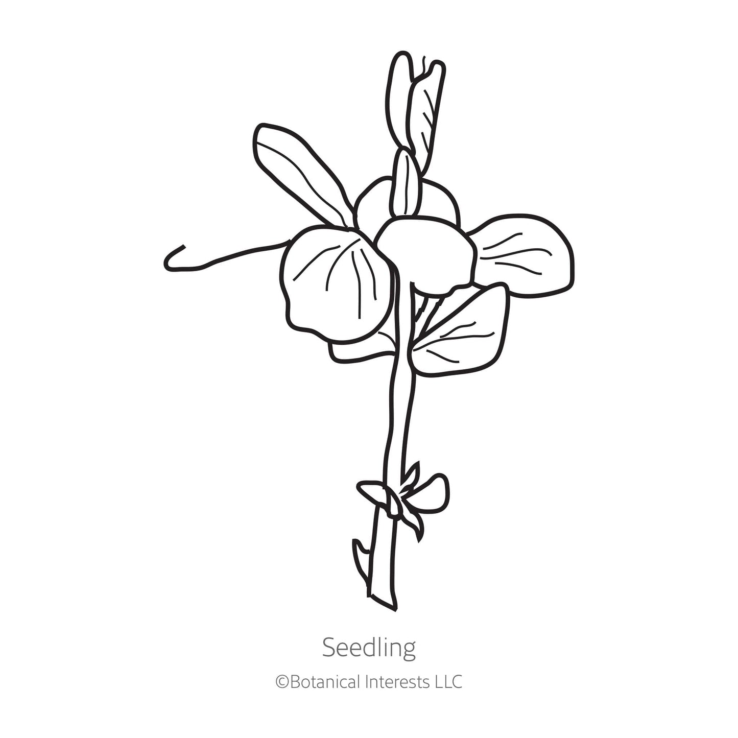 Mammoth Melting Snow Pea Seeds