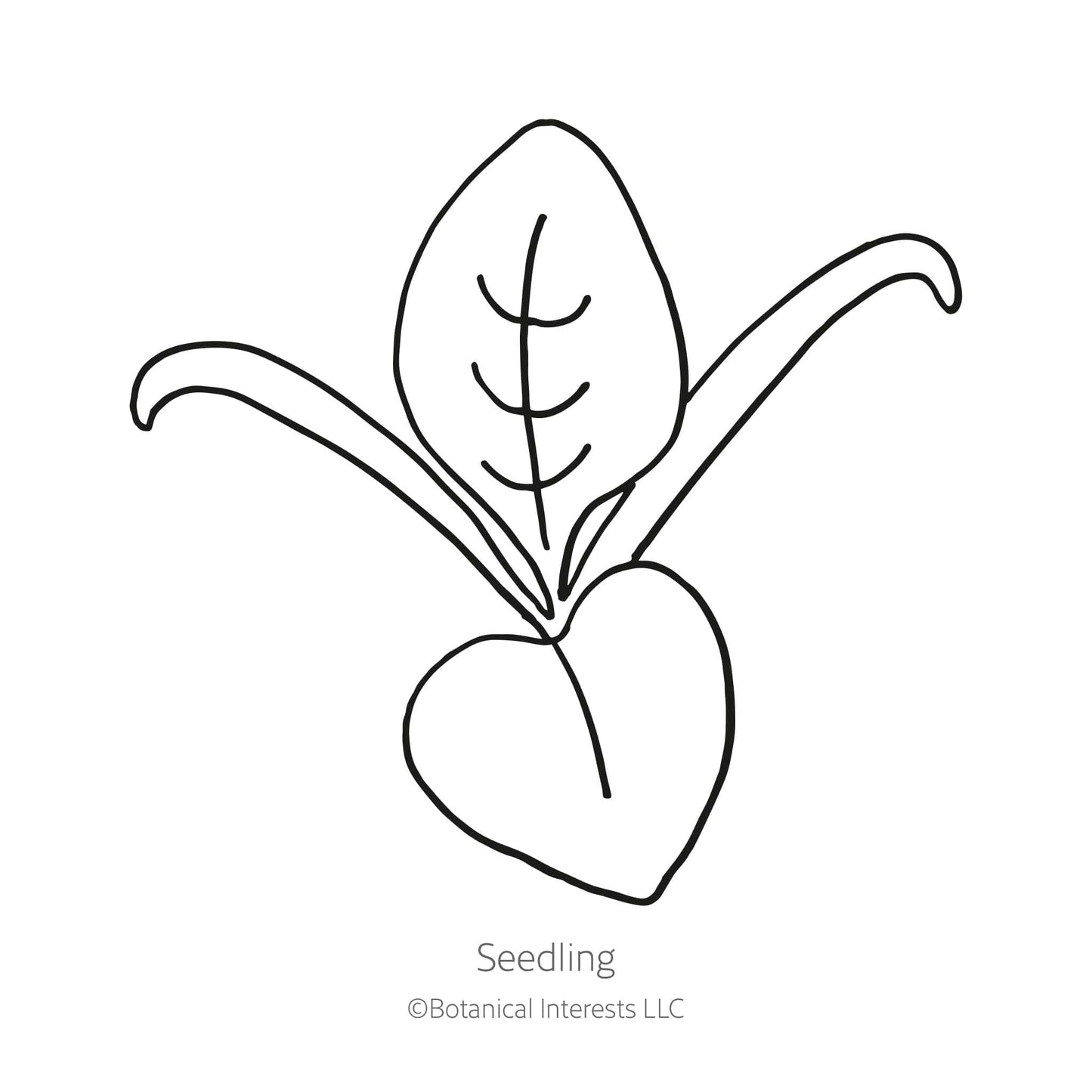 Space Spinach Seeds
