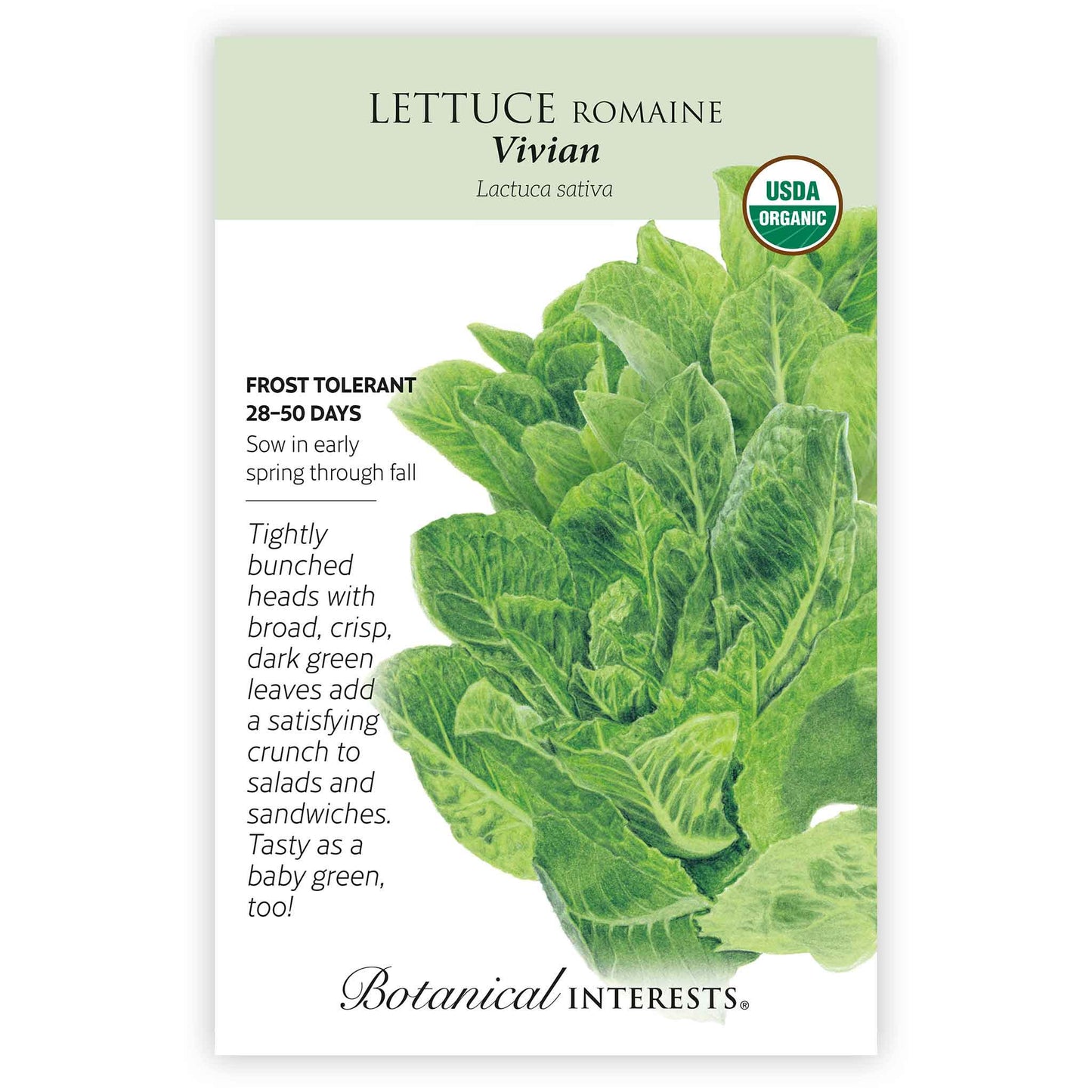 Vivian Romaine Lettuce Seeds