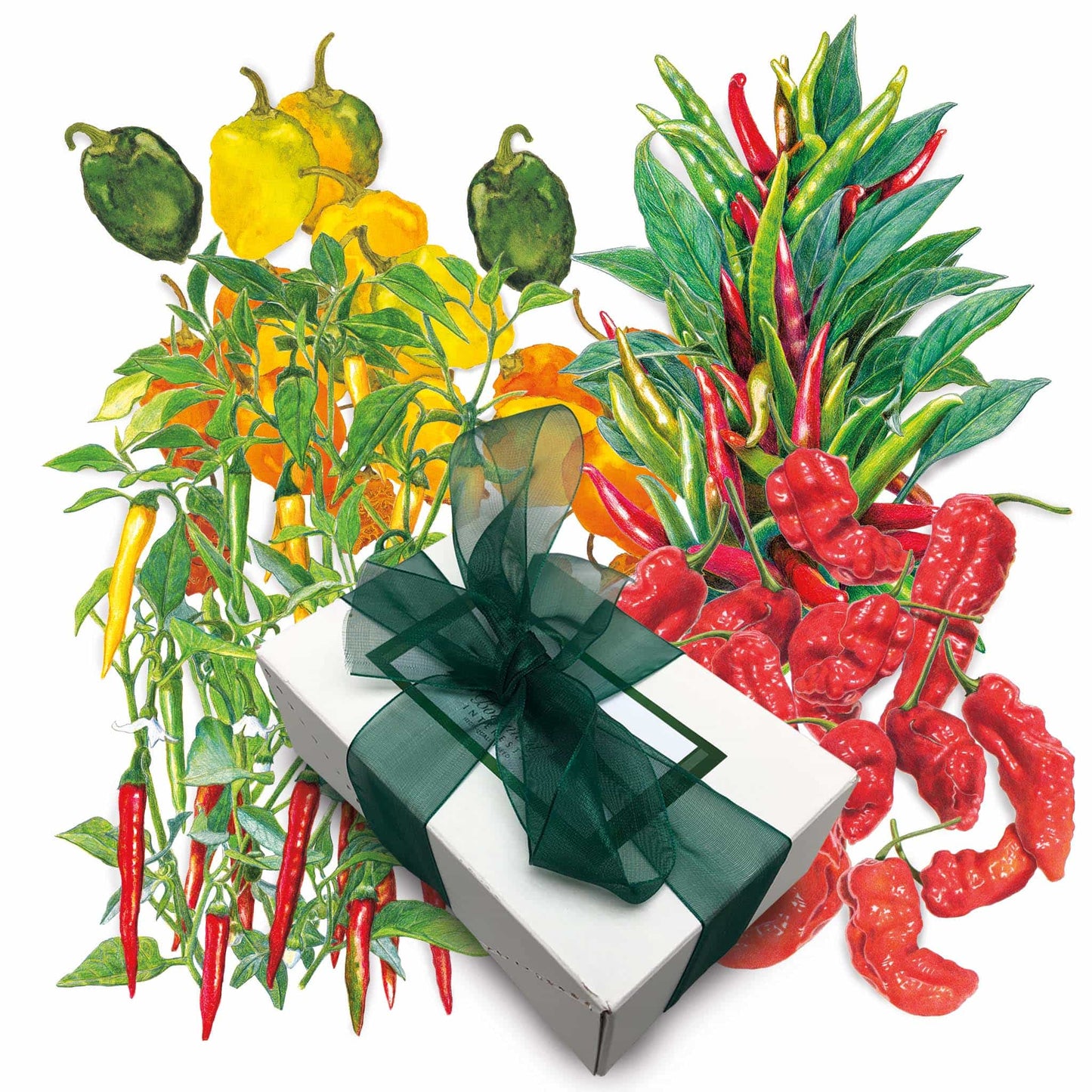 Chile Pepper Gift Set
