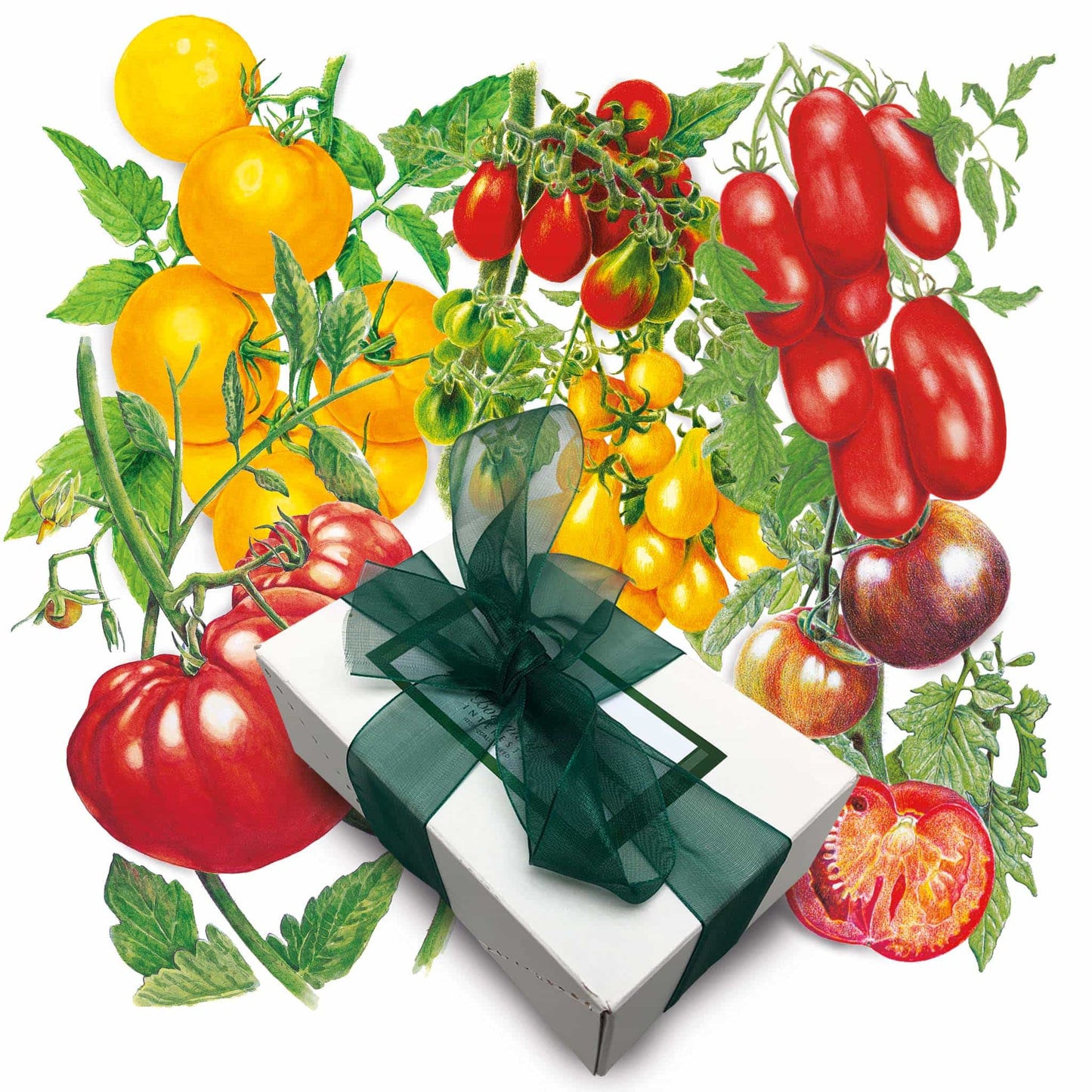Heirloom Tomato Seed Gift Set