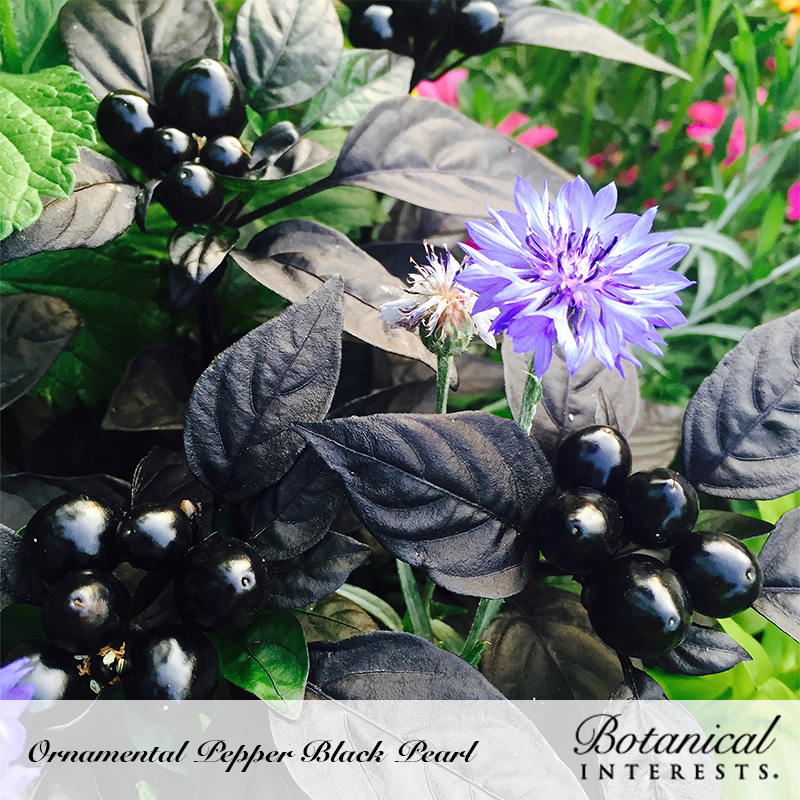 Black Pearl Ornamental Pepper Seeds