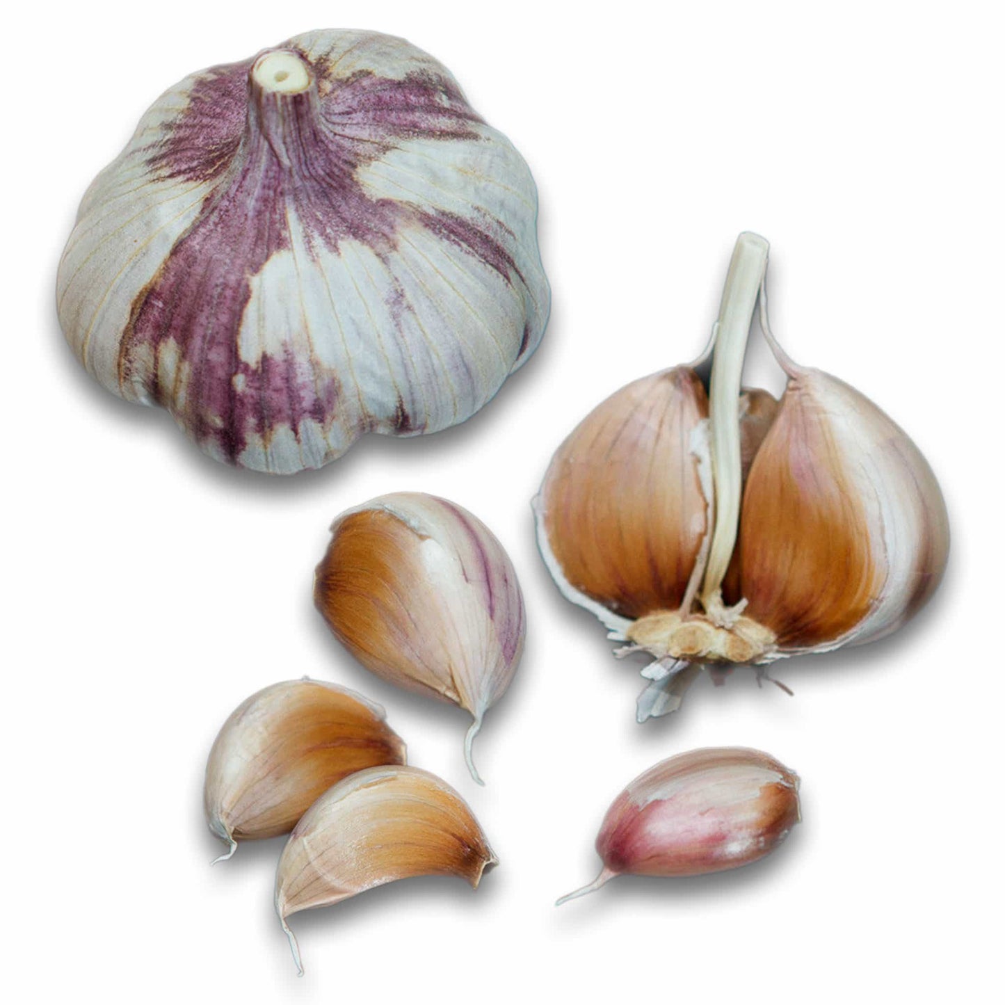 Blossom Hardneck Garlic - USDA Certified Organic
