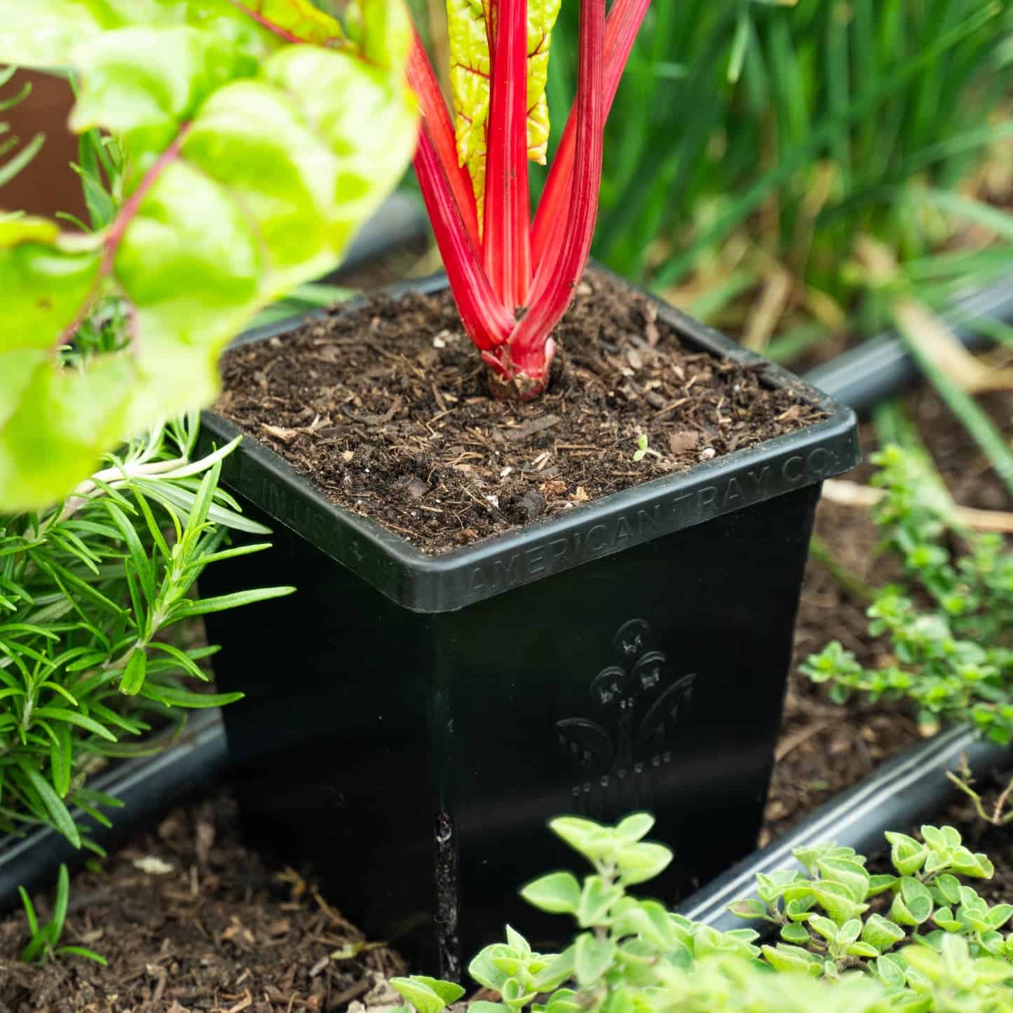 Epic 5” Cube Pot