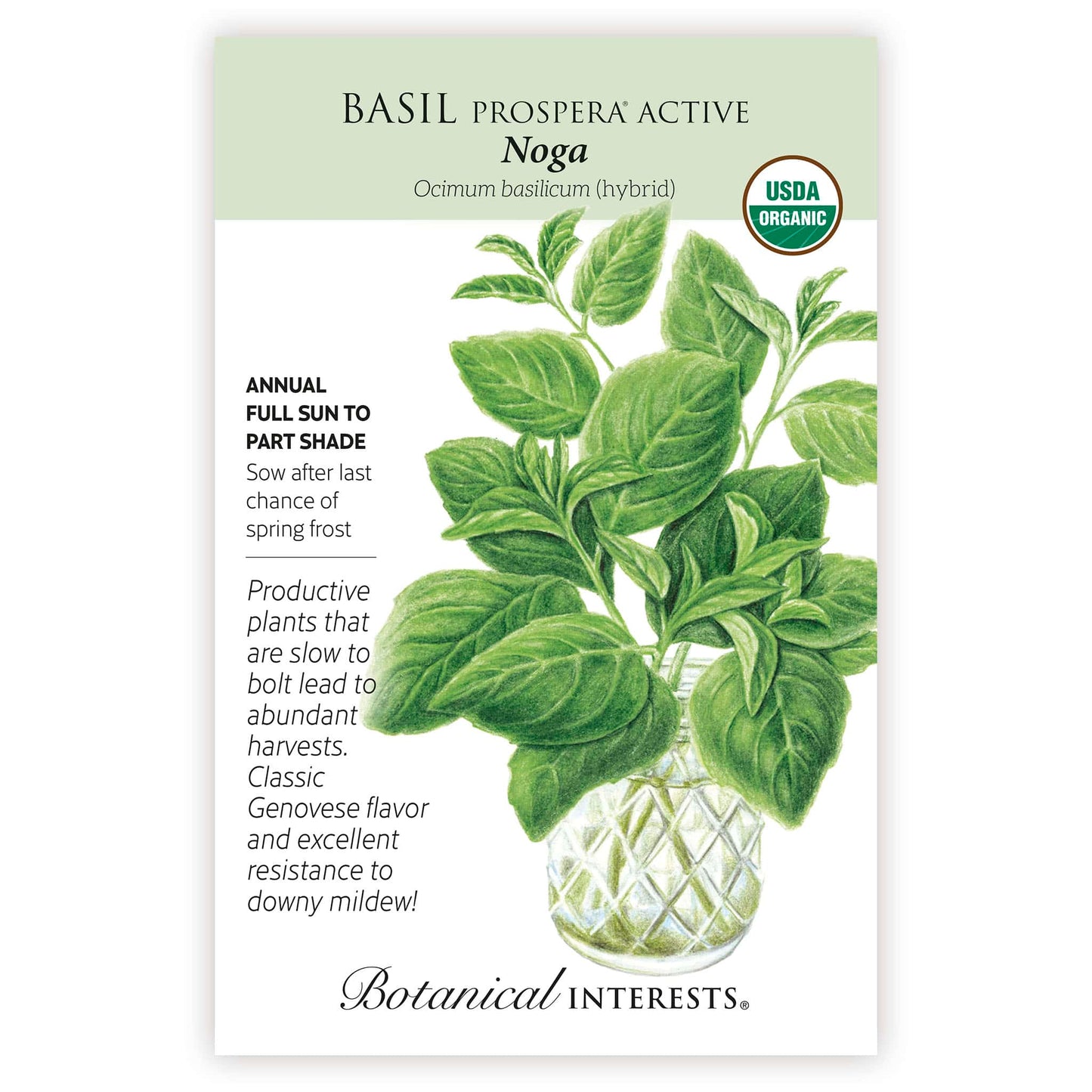Noga Basil Seeds