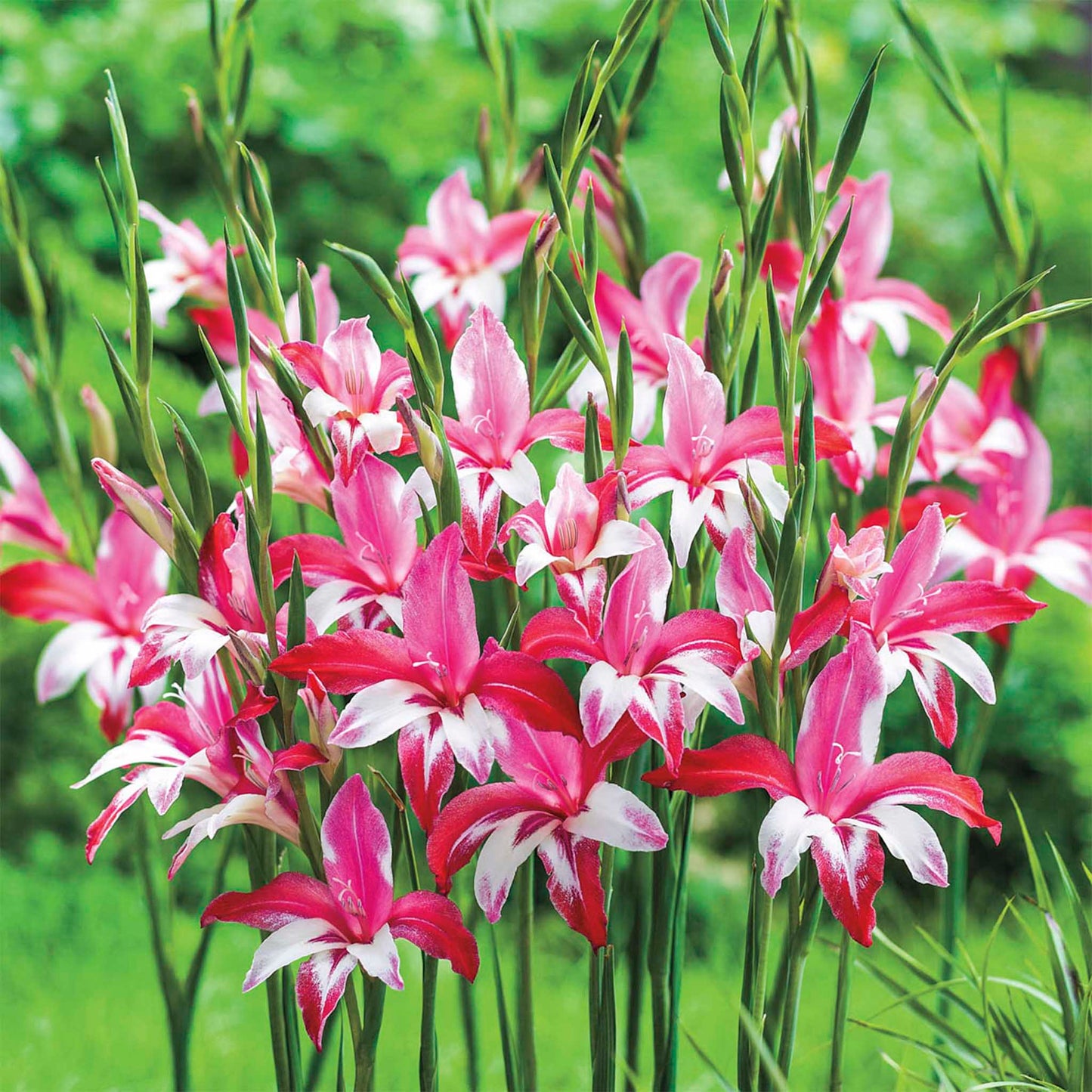Galaxian Hardy Gladiolus Bulbs