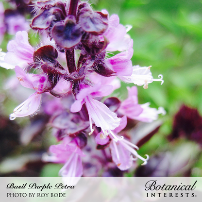 Purple Petra Basil Seeds