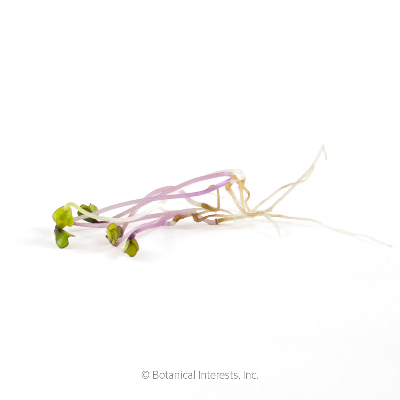 Purple Kohlrabi Sprouts Seeds