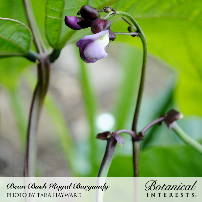Royal Burgundy Bush Bean Seeds