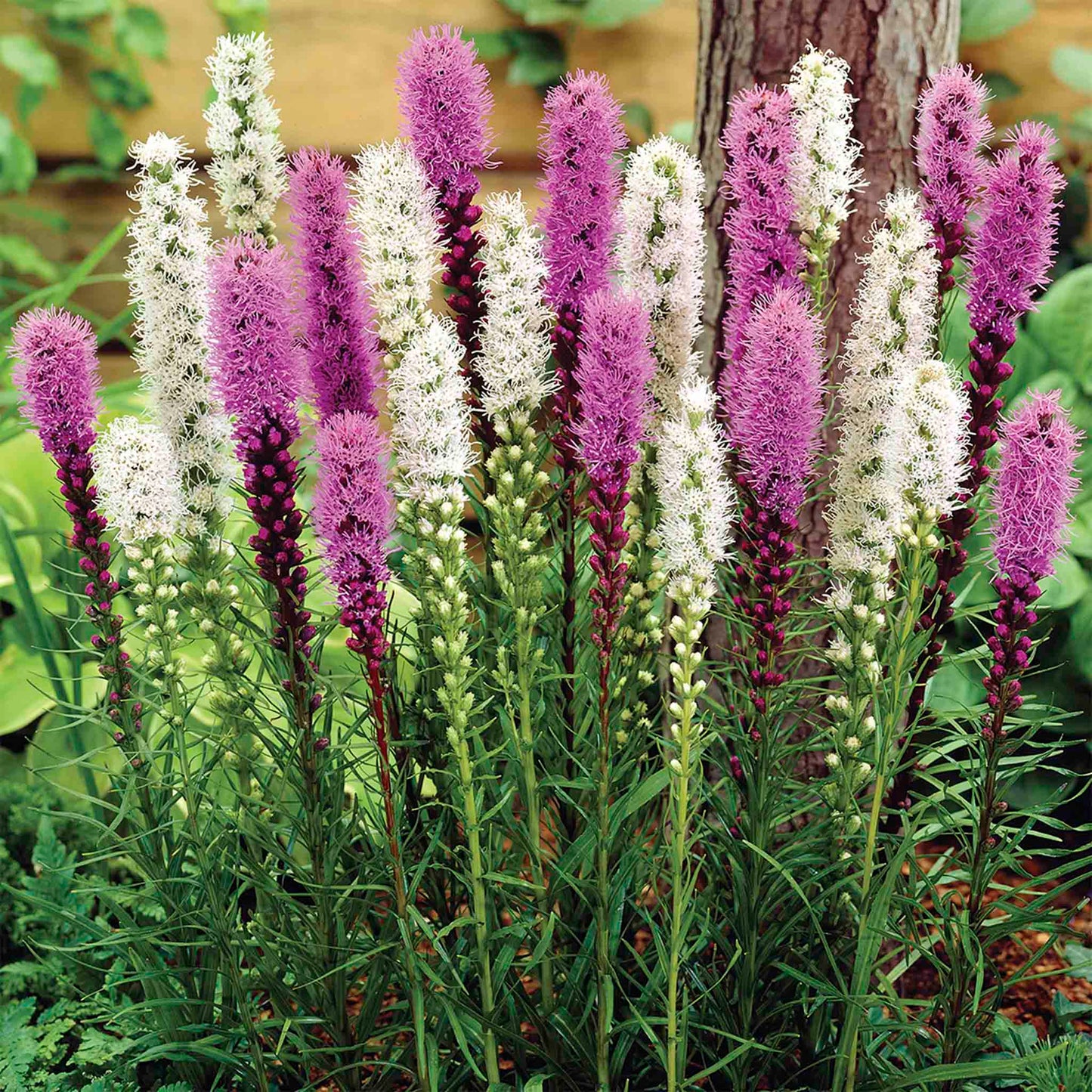 Liatris Bulb Mix