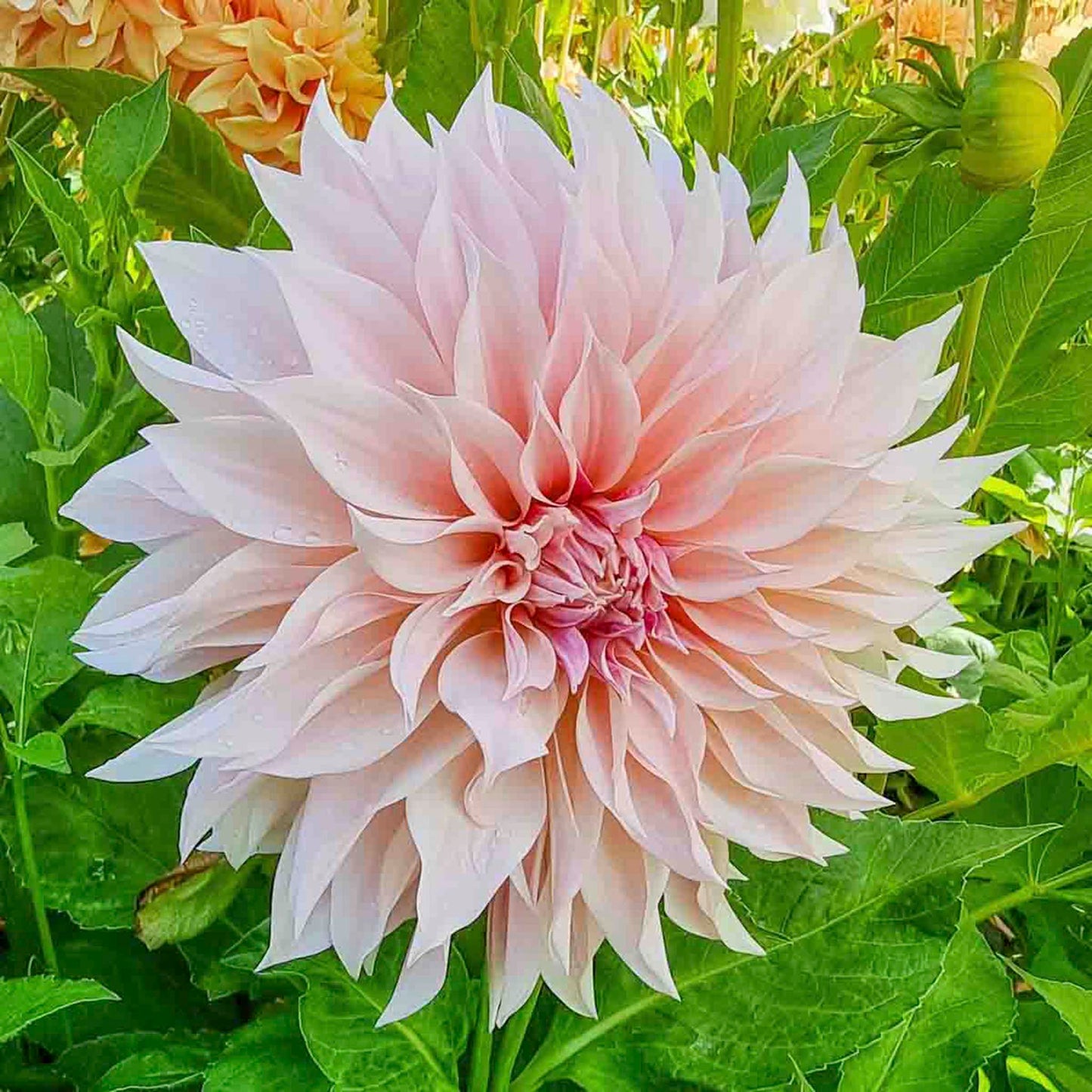 Cafe au Lait Dahlias