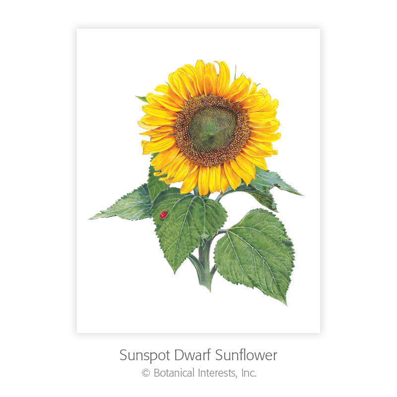 Botanical Art Prints