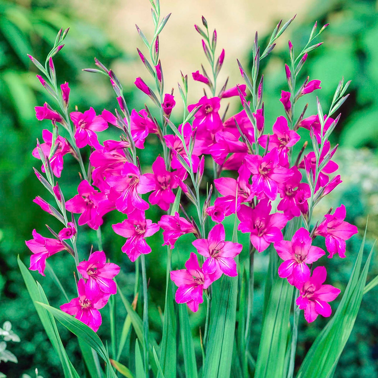 Byzantine Gladiolus Bulbs