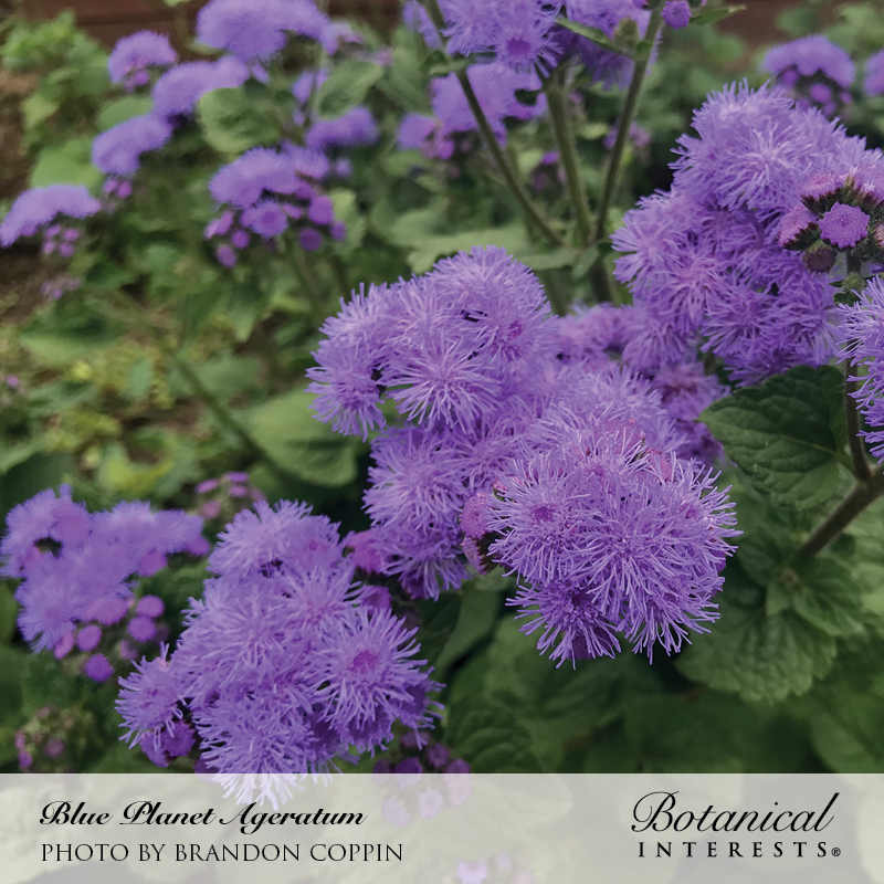 Blue Planet Ageratum Seeds