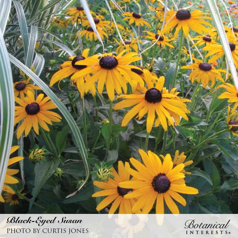Black-Eyed Susan Seeds