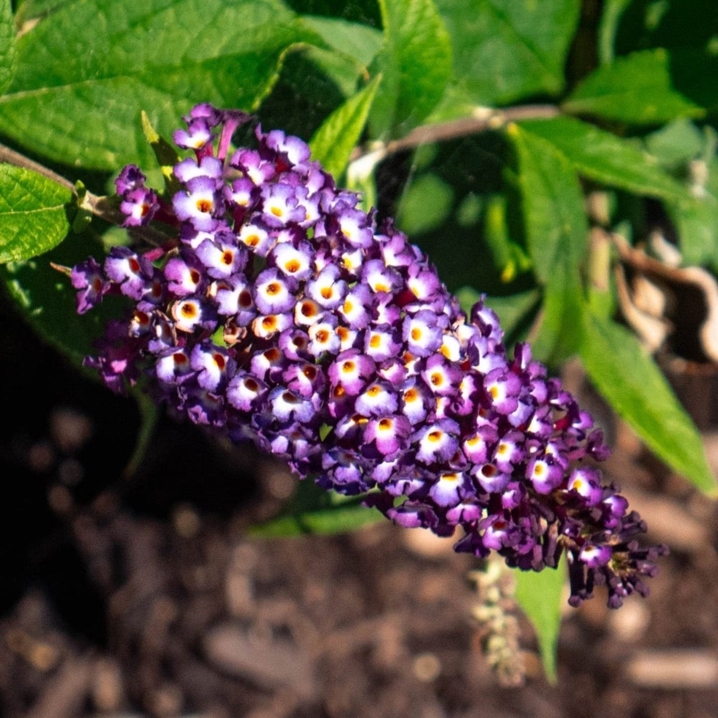 Blueberry Pie™ Butterfly Bush