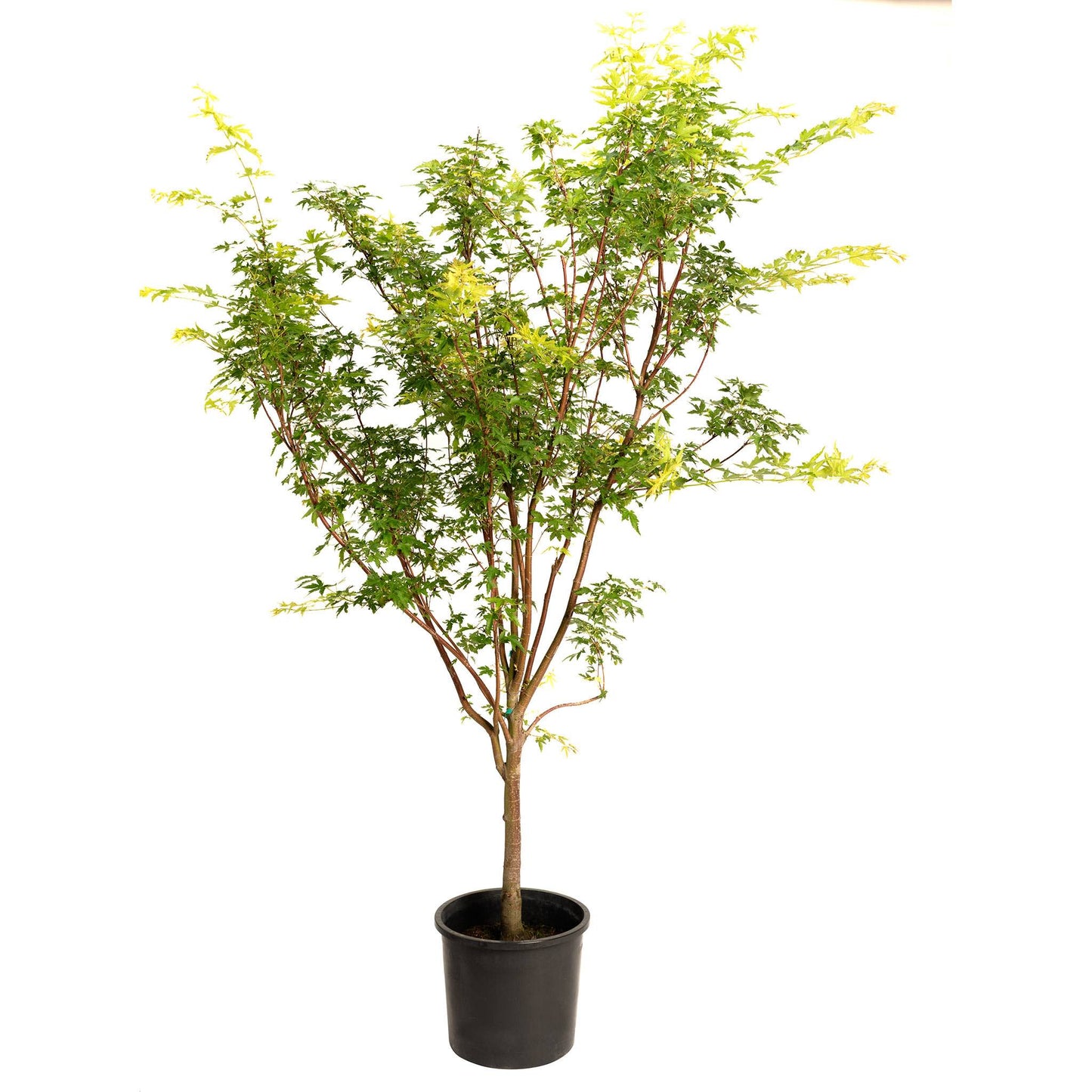 Coral Bark Japanese Maple Tree