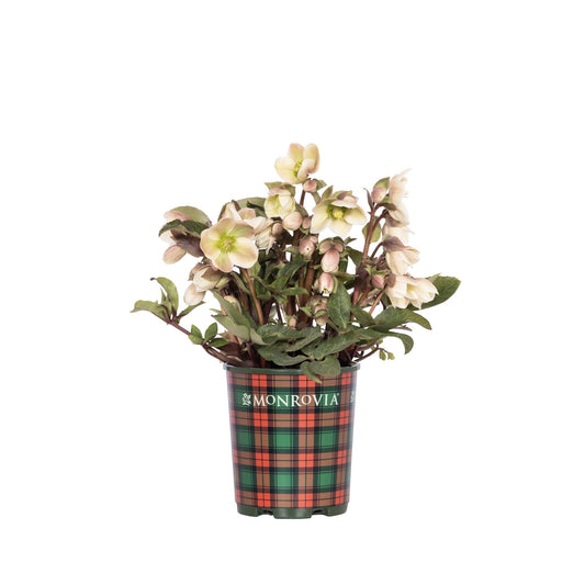 Ivory Prince Hellebore