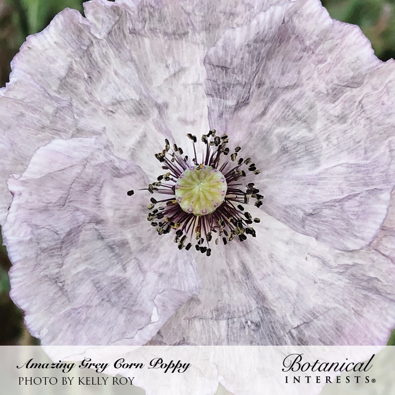 Amazing Grey Corn Poppy Seeds