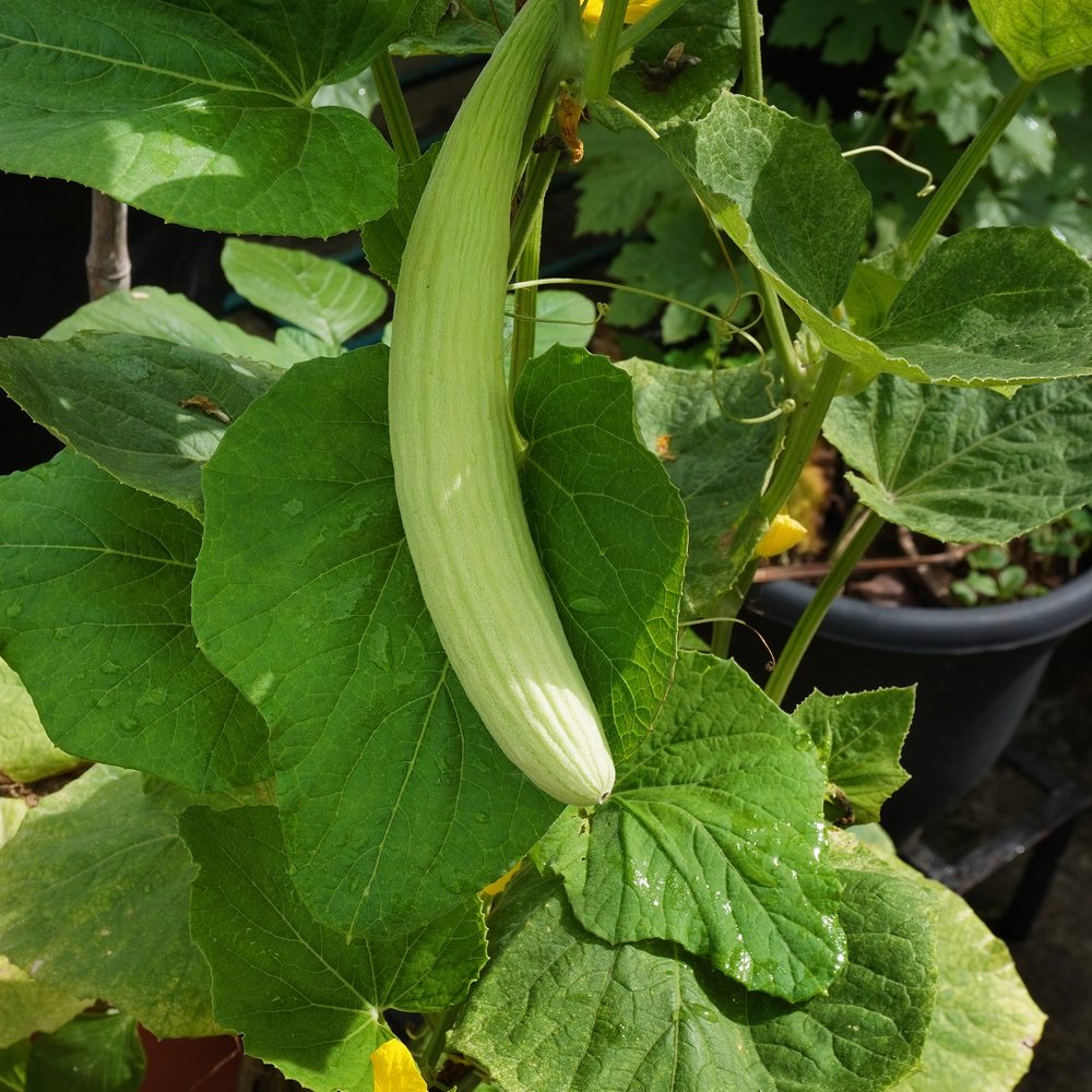 Armenian Cucumber Seeds