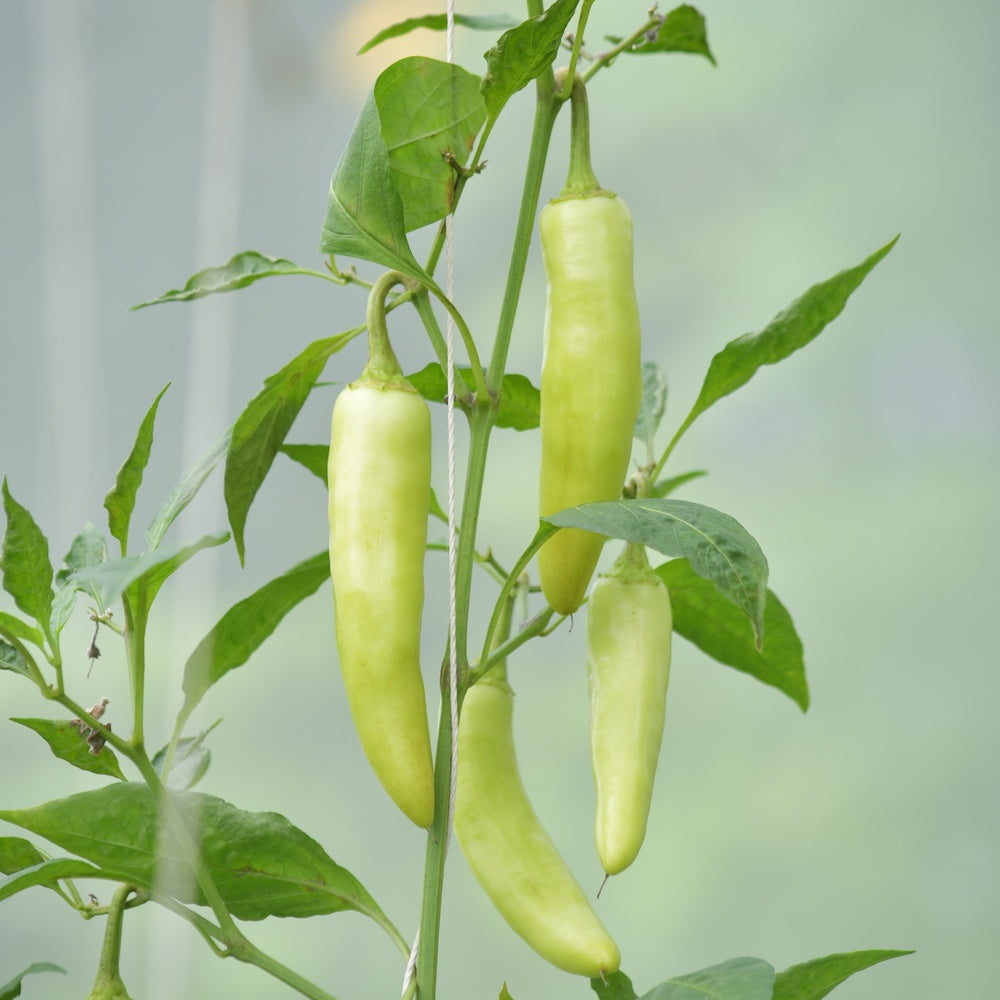 Sweet Banana Sweet Pepper Seeds