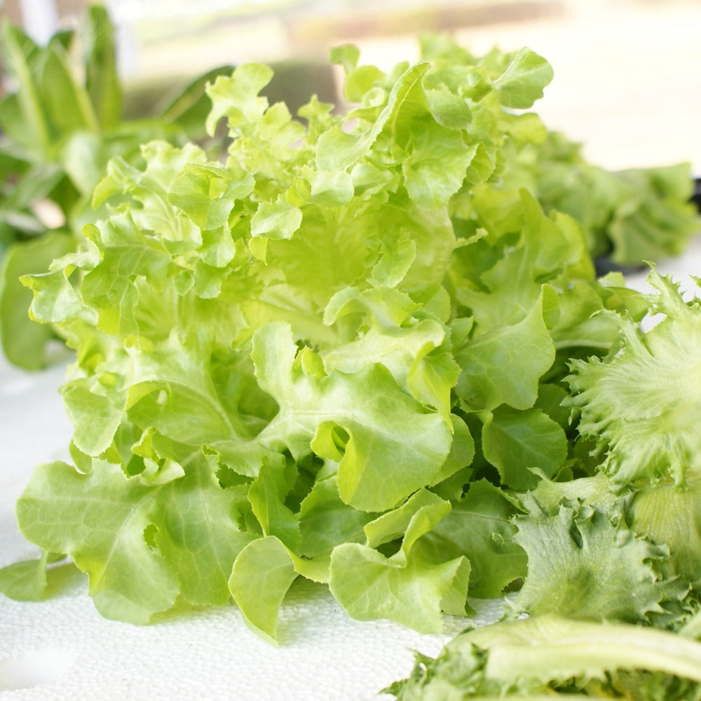 Black Seeded Simpson Leaf Lettuce Seeds