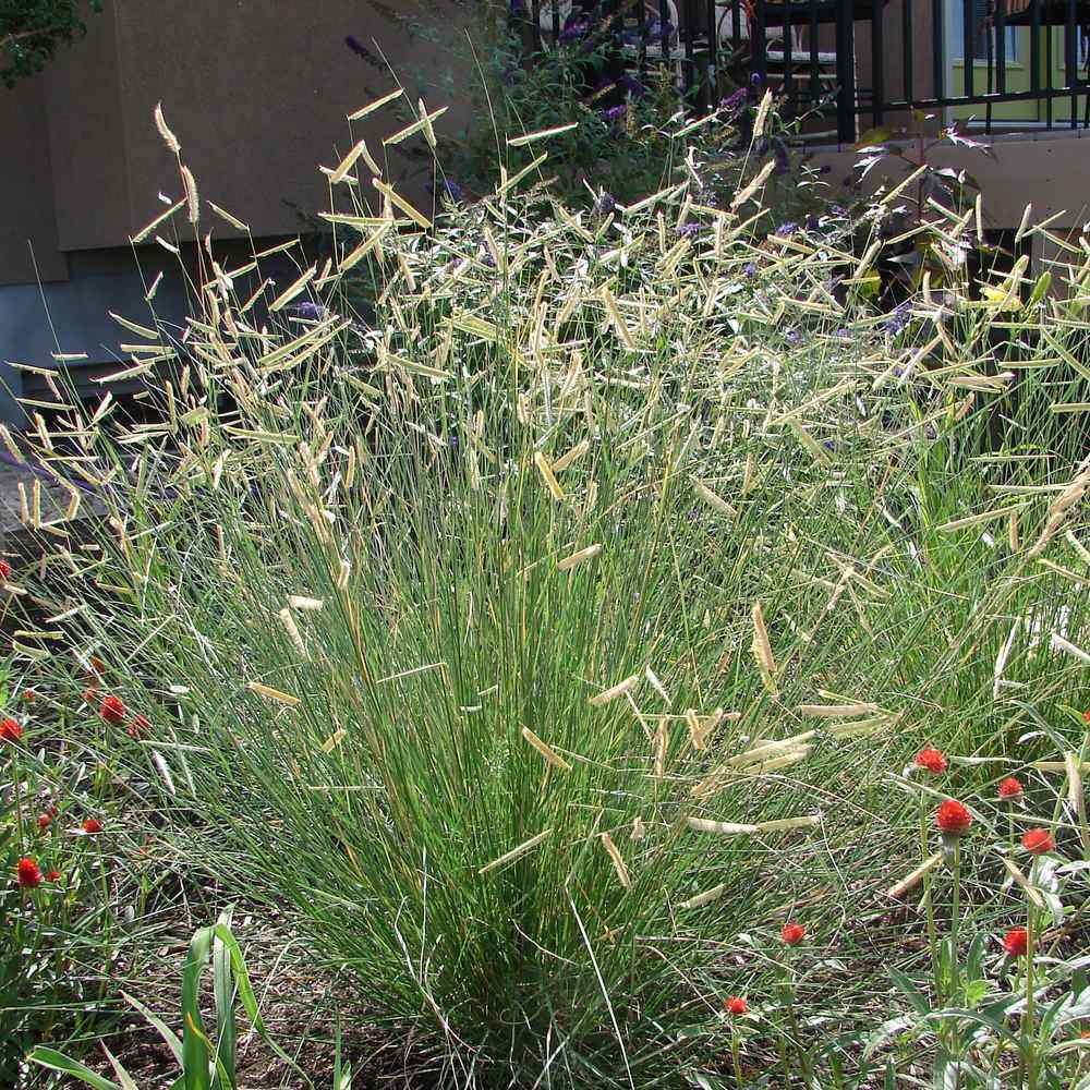 Blue Grama Grass Seeds