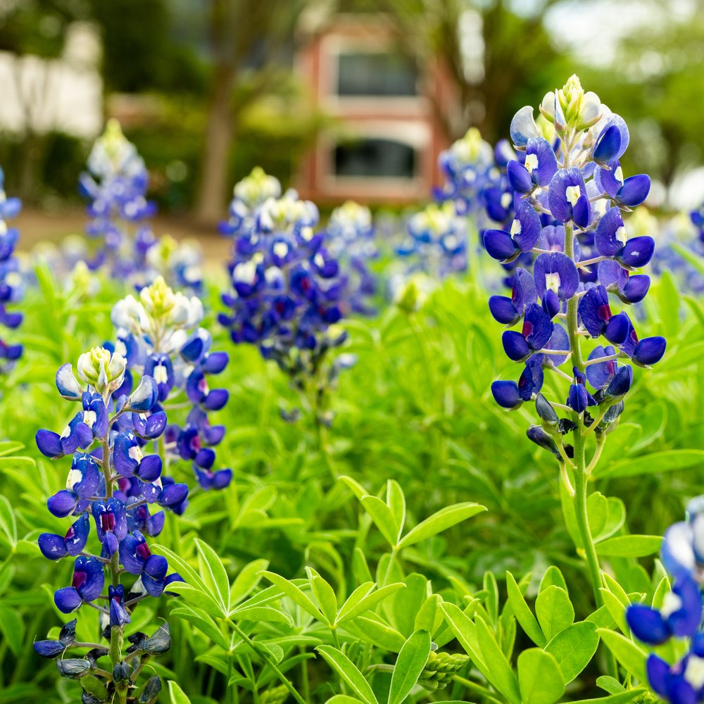 Bluebonnet Seeds