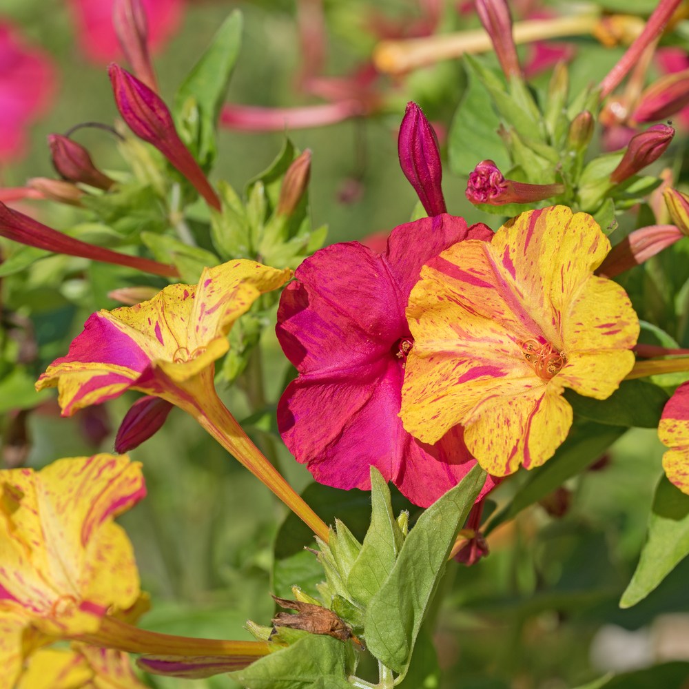 Broken Colors Four o'Clock Seeds