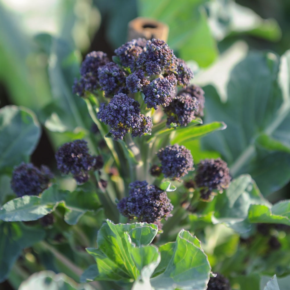 Burgundy Broccoli Seeds