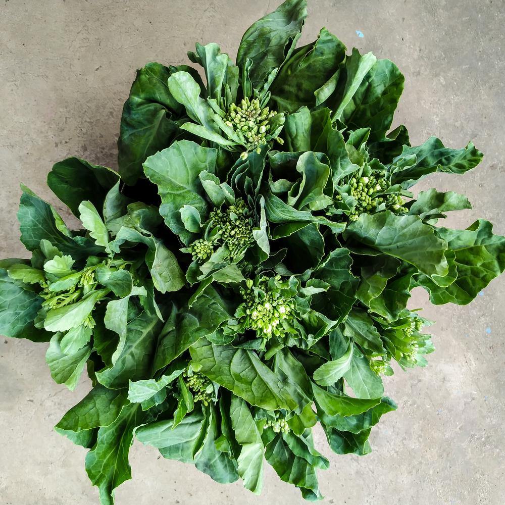Chinese Broccoli / Kailaan Seeds
