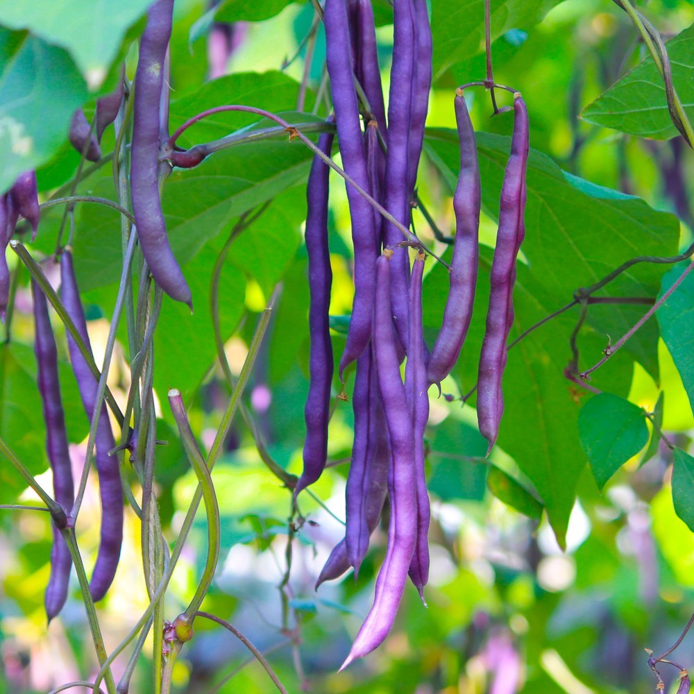 Pinkeye Purple Hull Bush Cowpea Bean Seeds