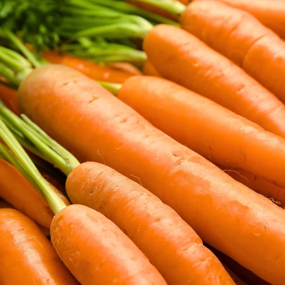 Danvers 126 Carrot Seeds