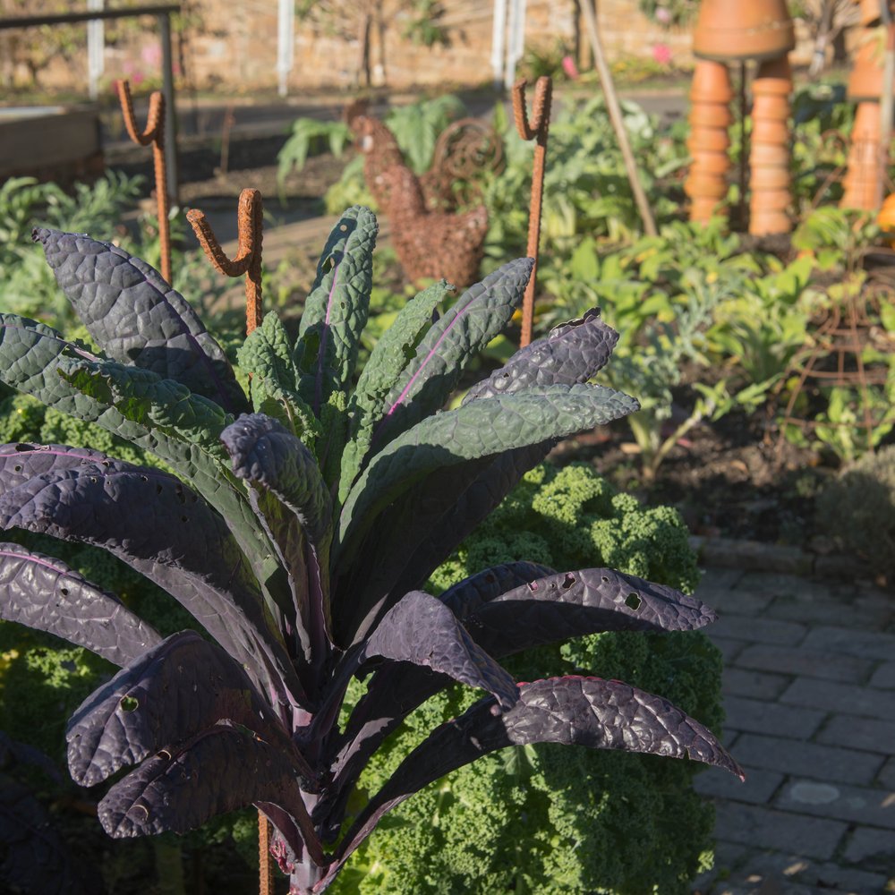 Dazzling Blue Kale Seeds