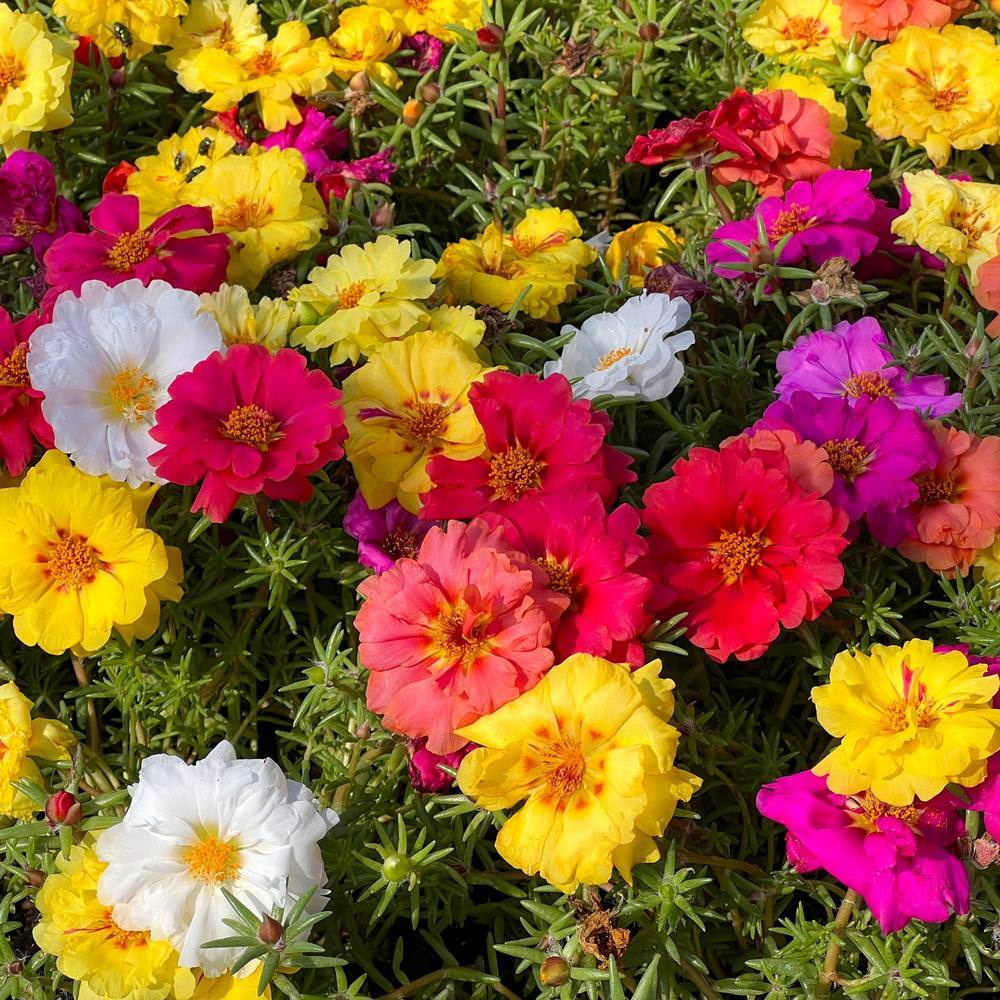 Double Blend Portulaca (Moss Rose) Seeds