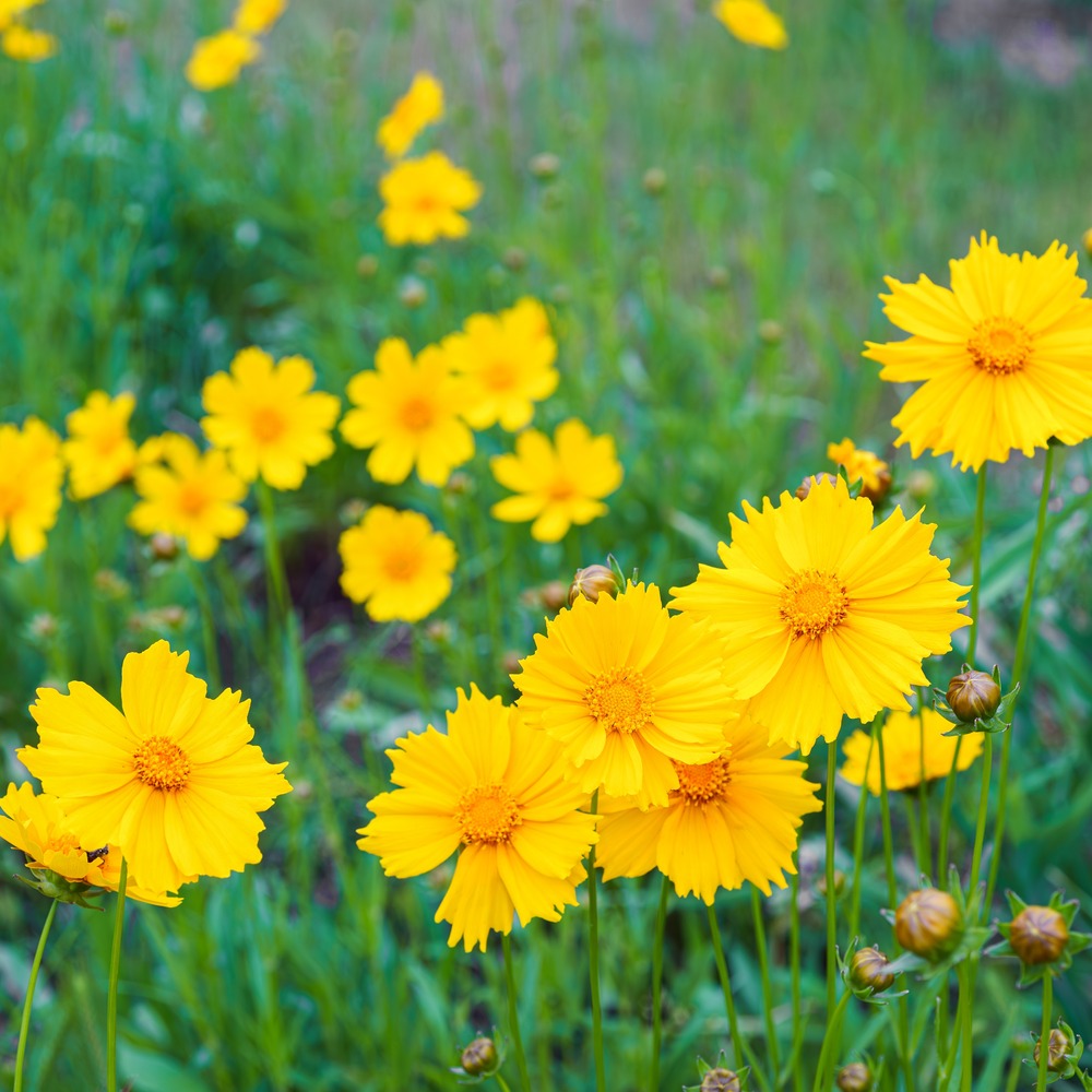 Double Sunburst Coreopsis Seeds
