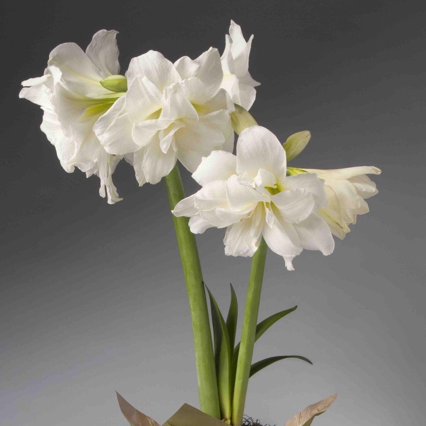Double White Single Amaryllis