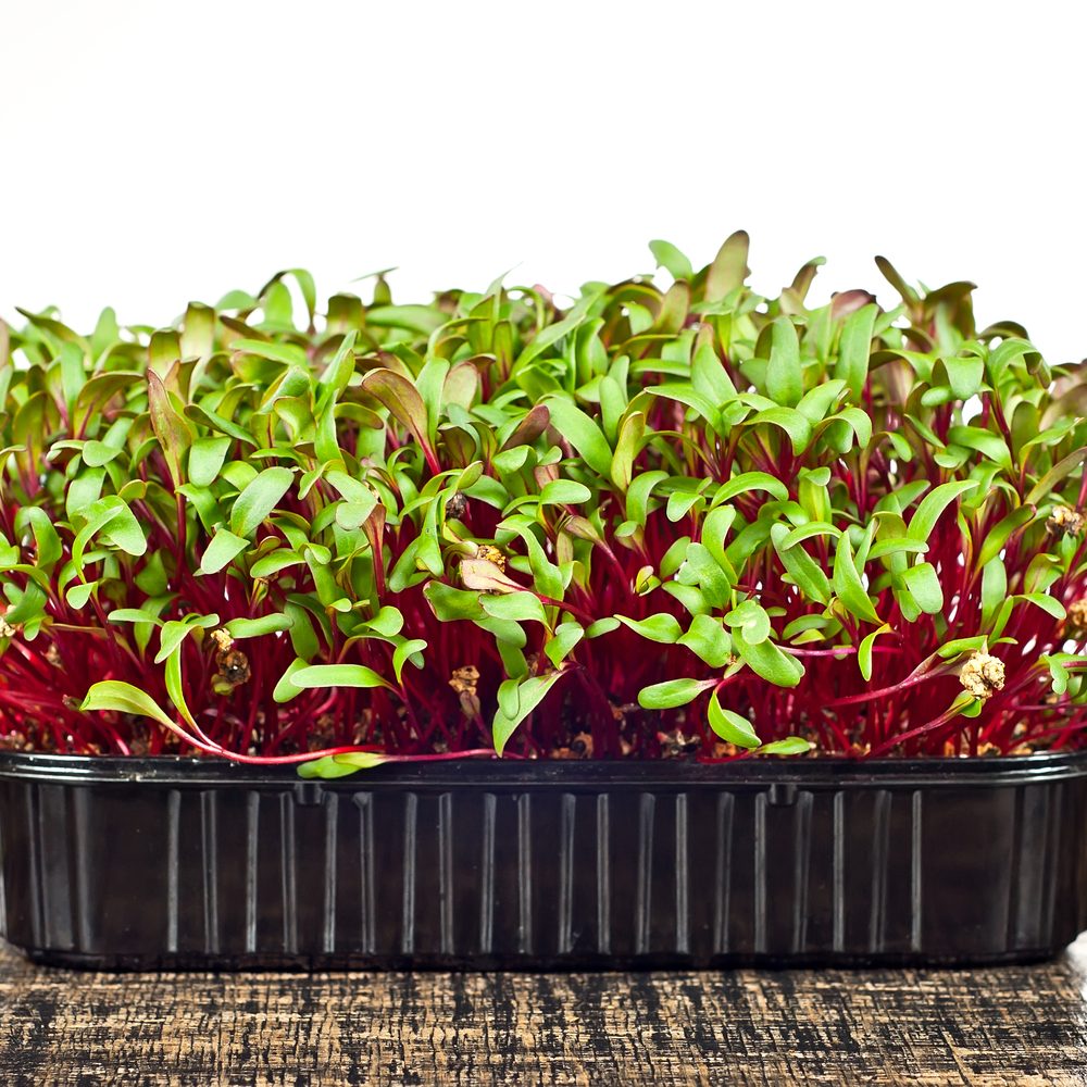 Early Wonder Beet Microgreens Seeds