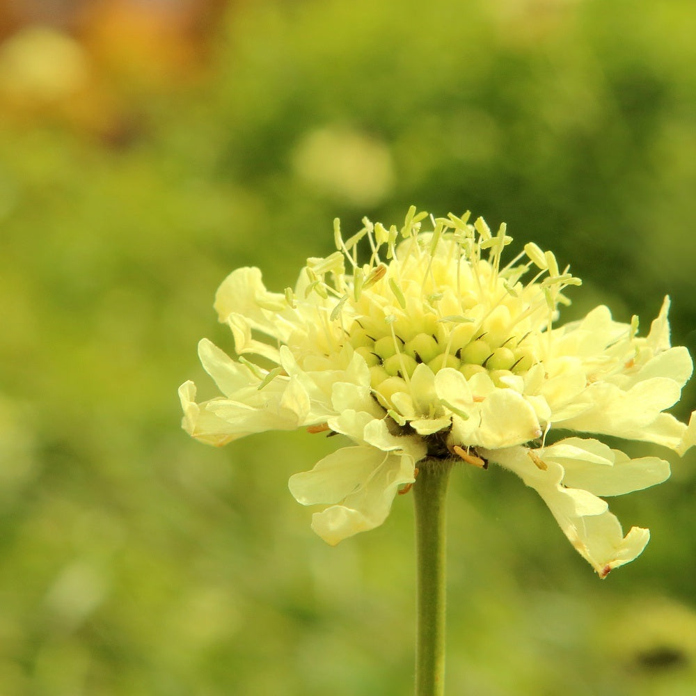 Fata Morgana Scabiosa Seeds