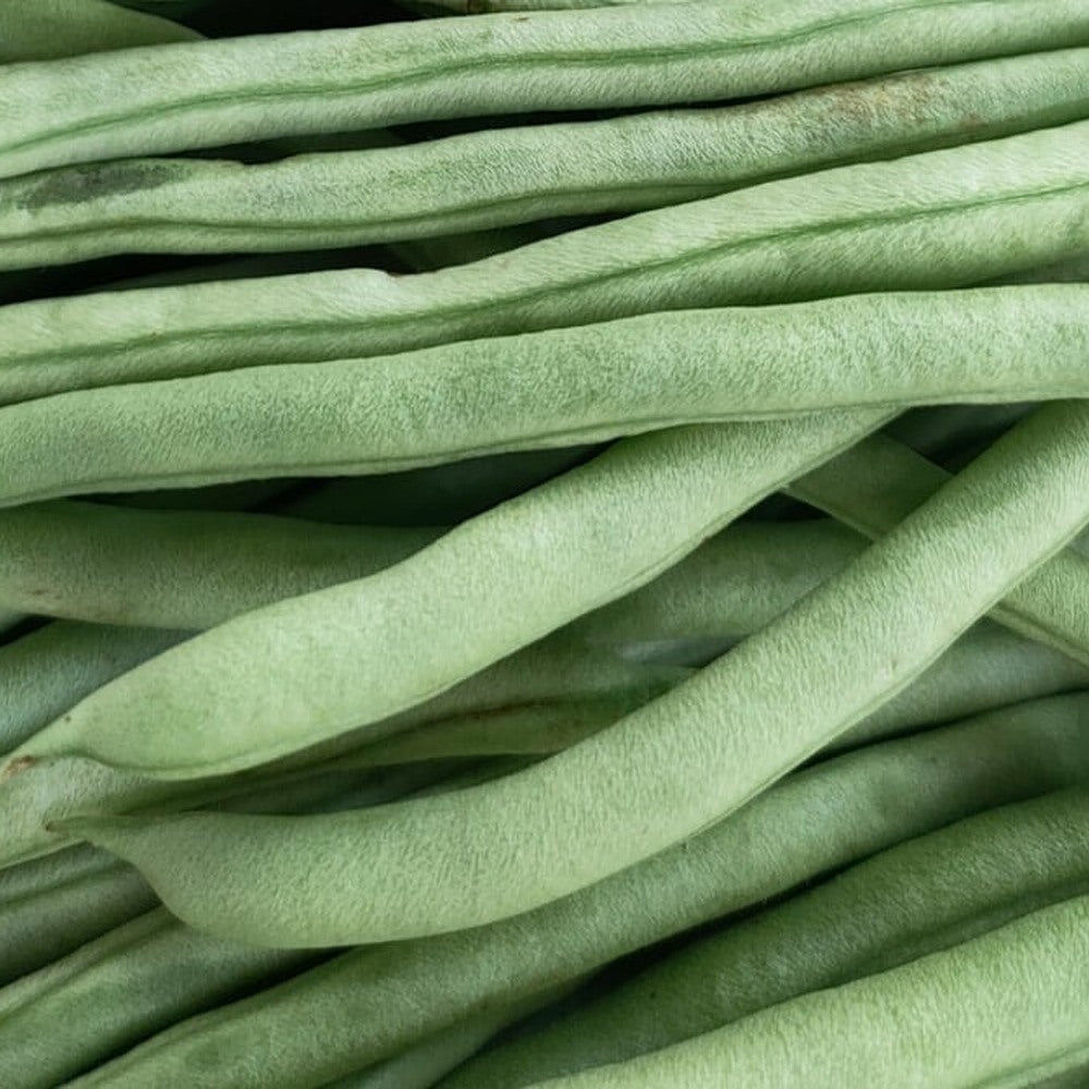 Ferrari Bush Bean Seeds