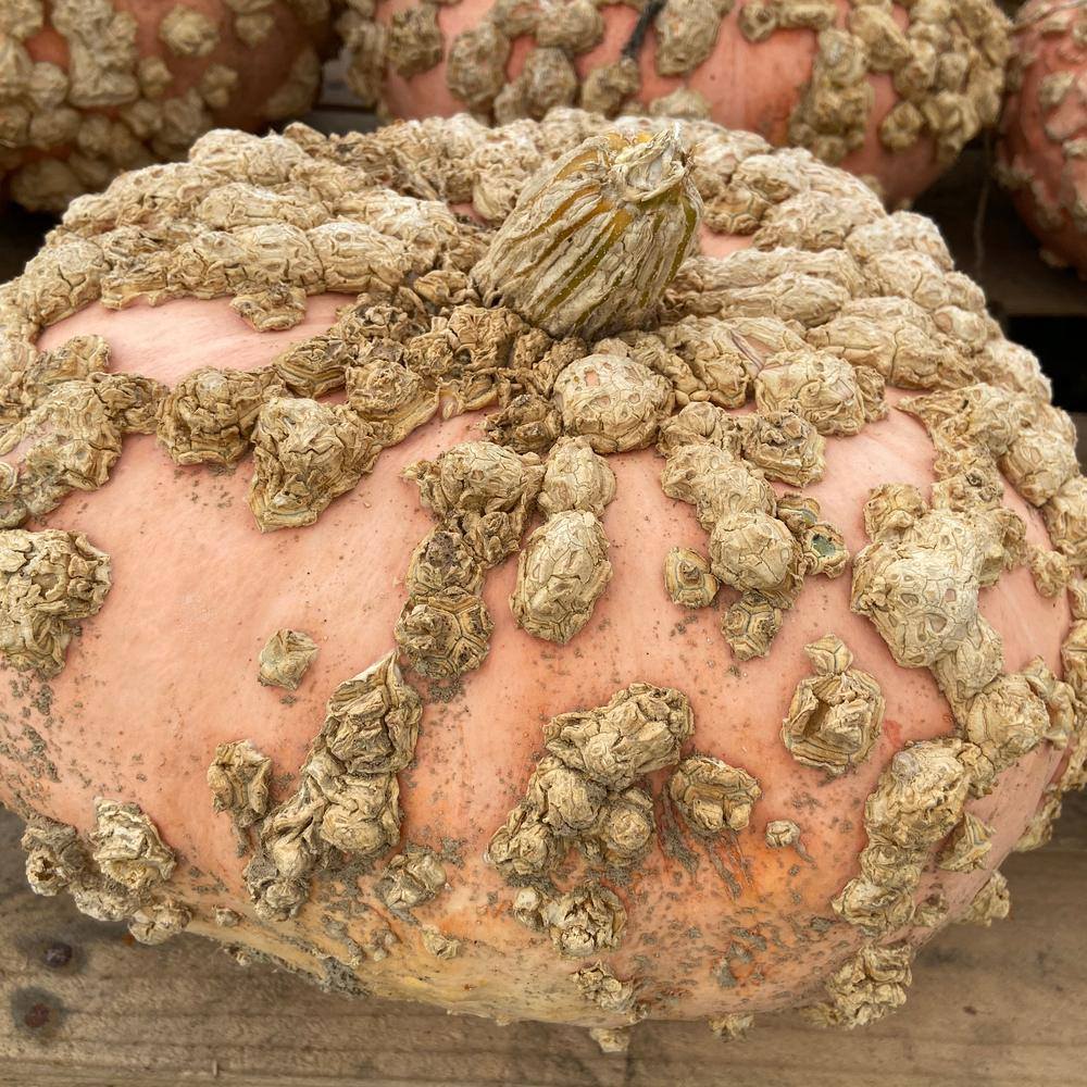 Galeux d'Eysines Pumpkin Seeds