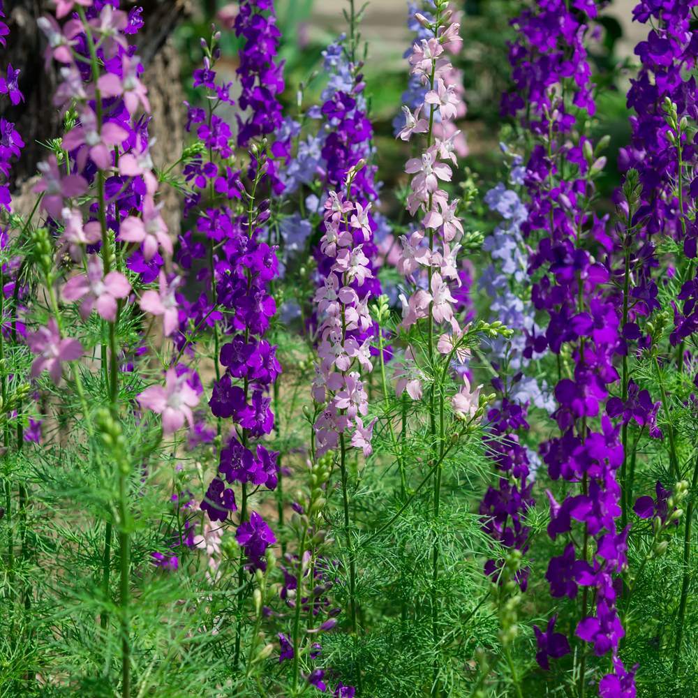 Galilee Blend Larkspur Seeds
