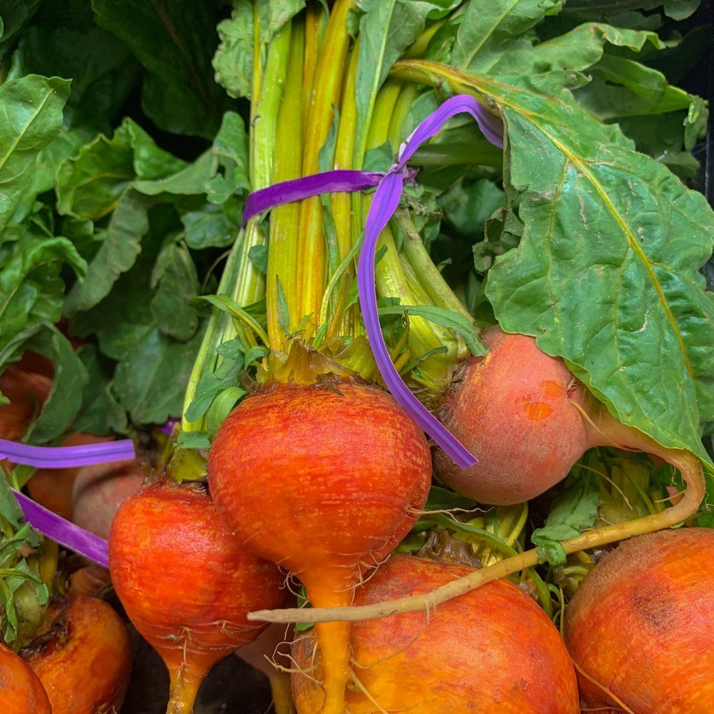 Golden Boy Beet Seeds