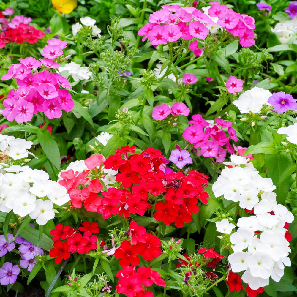 Grandiflora Starry Eyes Blend Phlox Seeds