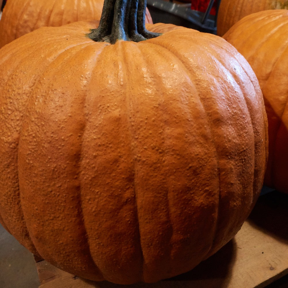 Howden Pumpkin Seeds