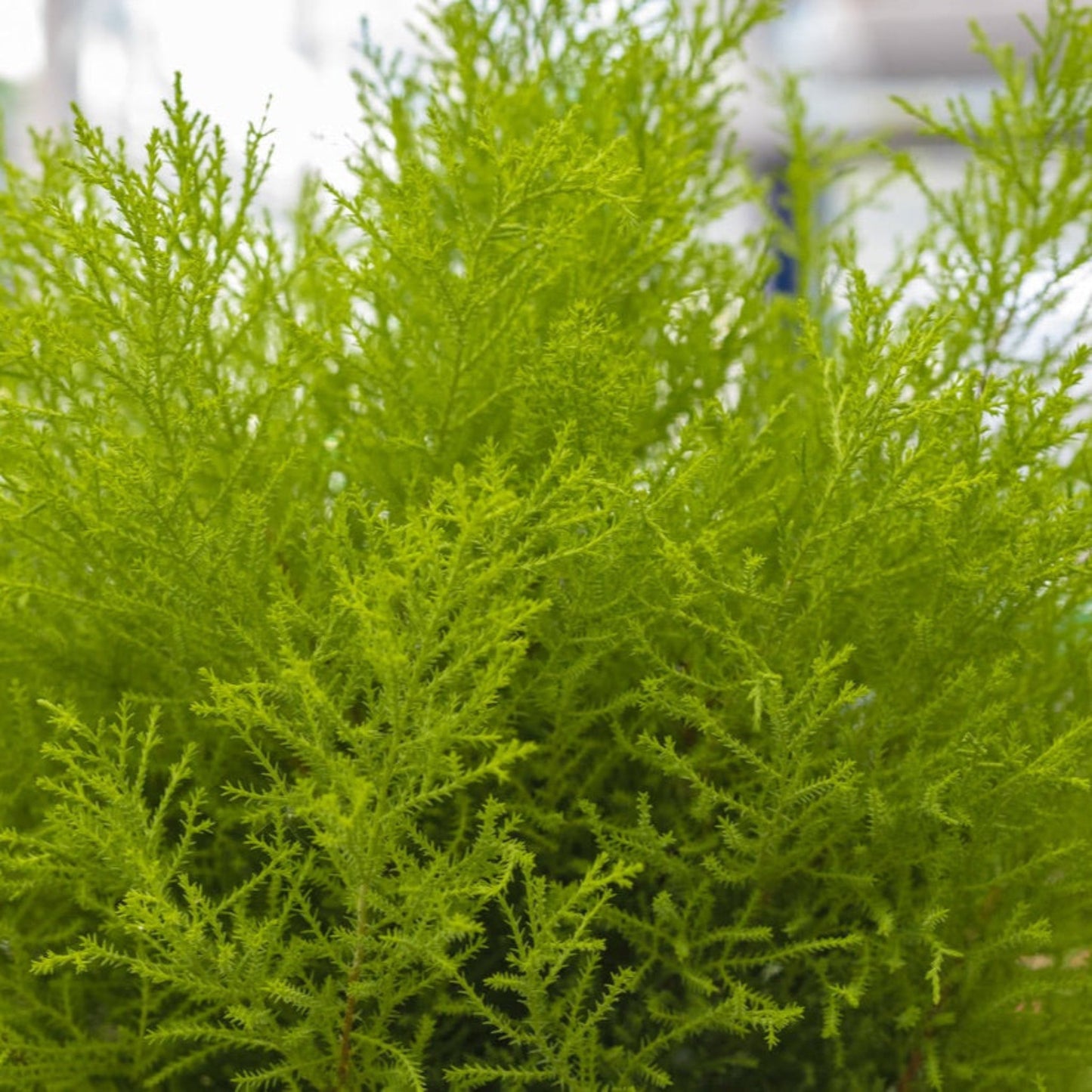 Wilma Goldcrest Lemon Cypress